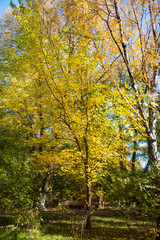 Obraz premium Sunny autumn day in the city park