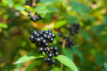 Black chokeberry close-up in the garden