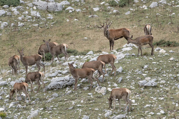 Herd of Red deer in Apennine mountains (Cervus elaphus)