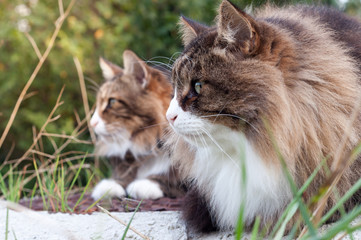 Naklejka na ściany i meble two beautiful fluffy cats in a row. closeup profile view. the cat on the left is a norwegian forest cat. on the right his foster brother.