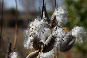 Autumn type of plant - asclepias, a medicinal plant, during the period of the ripened fruit, the seeds have long hairs.