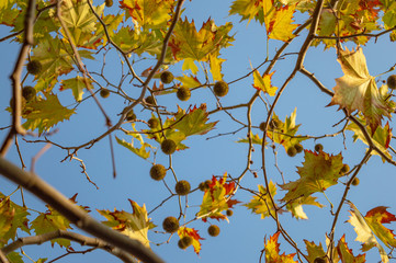 Leaves on a tree in autumn