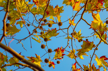 Leaves on a tree in autumn