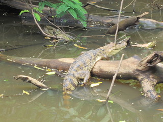 krokodil, fluß, Nicaragua, Dschungel, regenwald