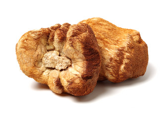 hericium erinaceus on white background