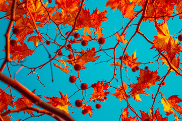 Leaves on a tree in autumn