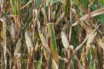 background of uncollected overripe corn