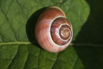 snail on green leaf
