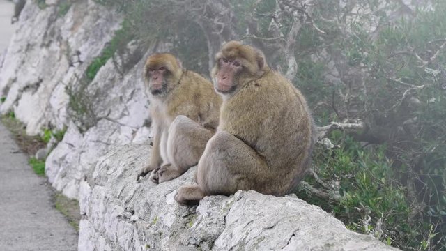 View of Barbary Macaque Monkeys looking towards camera. Gibraltar