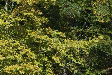 try to find grey heron in autumn foliage