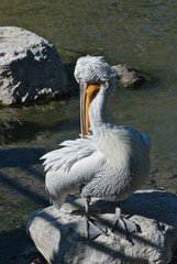 Dalmatian pelican, Pelecanus crispus cleans feathers, zoo Dählhölzli
