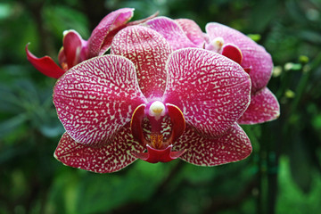 Nachtfalterorchidee