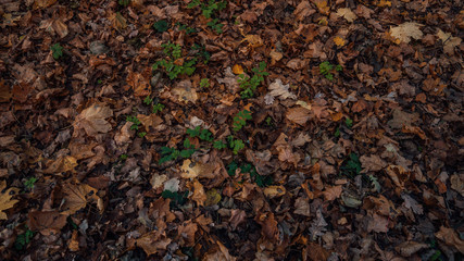 Autumn. Multicolored maple leaves lie on the grass. Colorful foliage in the park. Falling leaves natural background