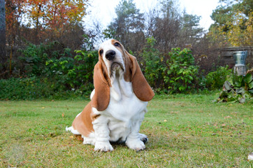 basset hound 17 weeks old