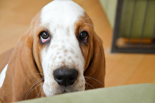 basset hound eyes
