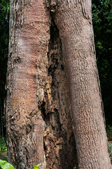A tree trunk that separates into a double trunk