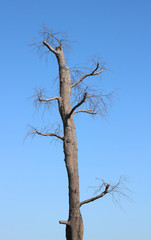Dead tree branches against blue sky