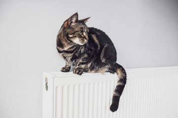A tabby and white cat stands on top of an old oil radiator: animals cold in winter concept