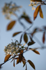 blühende Kupfer-Felsenbirne