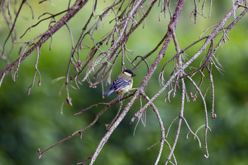 Great tit (Parus major)
