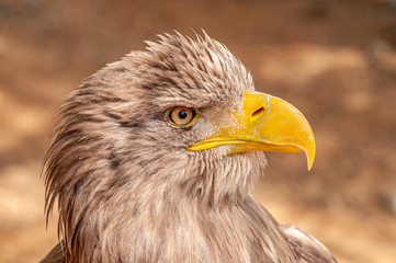 portrait of an eagle