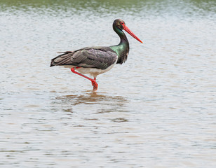 black stork walking in water