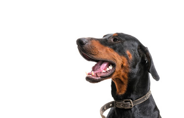 Portrait on the shoulders of a Doberman dog on a white background