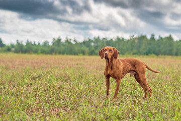 Magyar vizsla plays on the clover field. Photographed close-up.