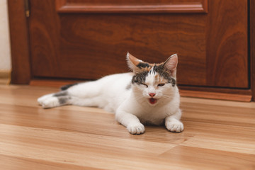 Tired played kitten lying on the floor with his eyes closed and breathing through his mouth