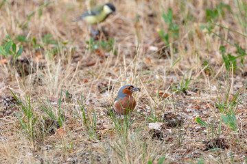 Common chaffinch (Fringilla coelebs)