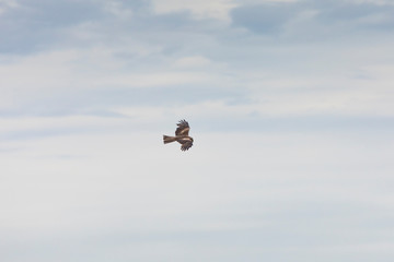 Black kite (Milvus migrans)