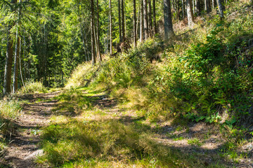 Paysage de for&ecirc;t