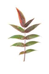 One big autumn green and red leaves on a white background.