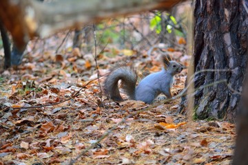 squirrel near the tree