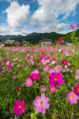 兵庫県　丹波市　清住コスモス園の秋の景色