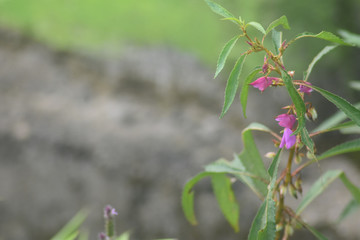 save nature ! love you nature