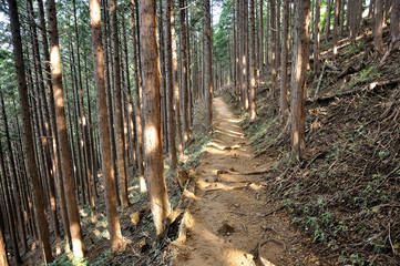 奥武蔵 植林の山道