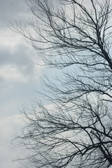 nature nature branches branches sky sky clouds!