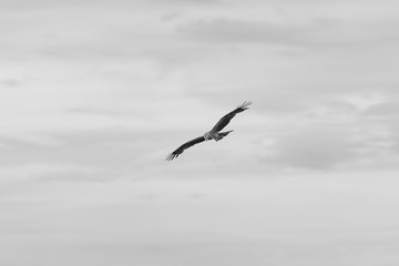 Black kite (Milvus migrans)