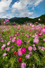 兵庫県　丹波市　清住コスモス園の秋の景色
