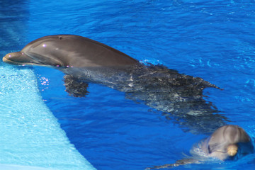 Delphin © Stephan von Mikusch