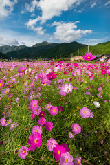 兵庫県　丹波市　清住コスモス園の秋の景色