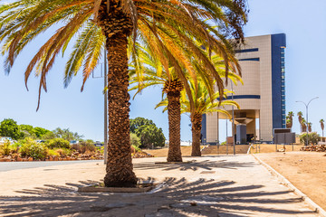 Rows of palm trees and modern building on the central street of Windhoek, Namibia - obrazy, fototapety, plakaty