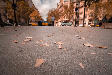 Orange leaves on an asphalt blurred urban background in autumn. La Rambla street of Barcelona with...