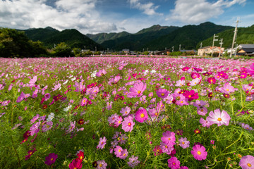 兵庫県　丹波市　清住コスモス園の秋の景色