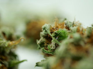 cannabis bud, close up, macro shot, marijuana, weed