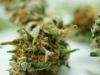 cannabis bud, close up, macro shot, marijuana, weed