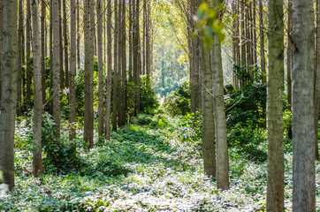 The trees and the canopy of young poplar trees on the bank of the Danube River