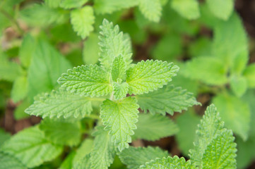 キャットミント