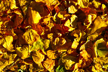 autumn leaves background
